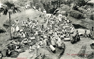 Recolectores de té, Ceilán, c.1900-1930 de Skeen and Co.